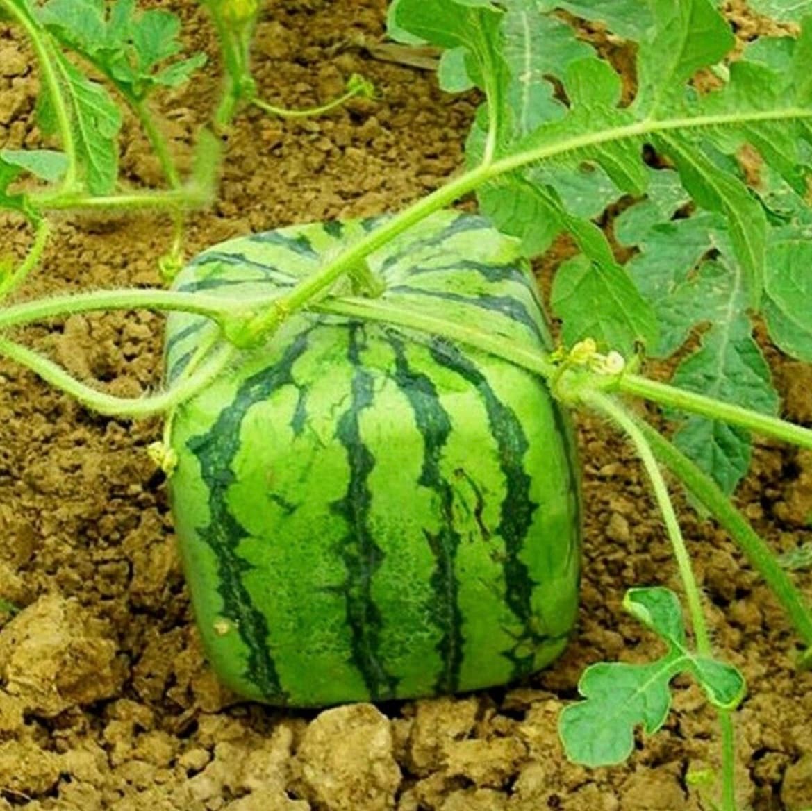 Efficiency, Beauty and Symmetry- Square watermelons in Japan.