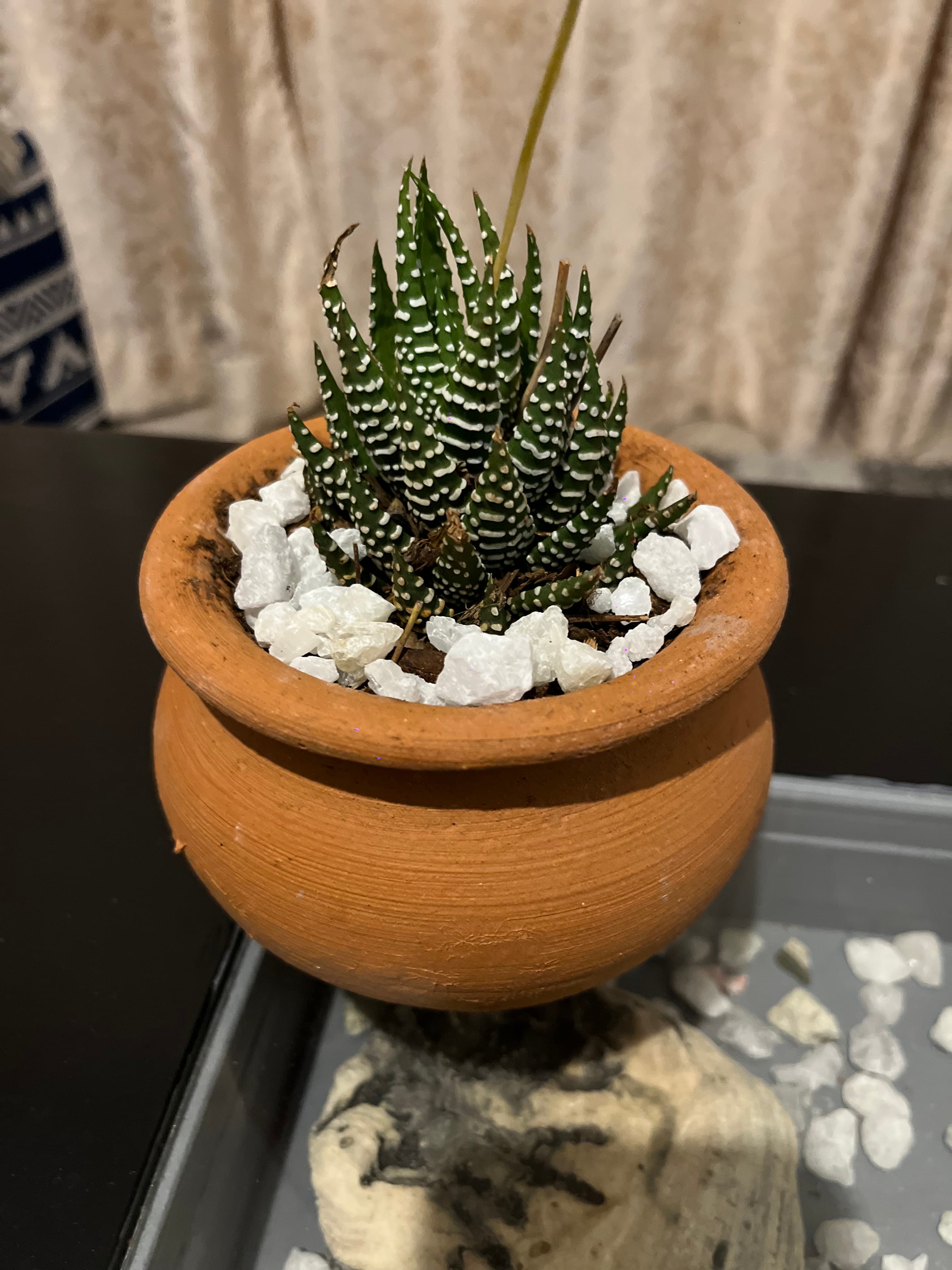 Got Plants?